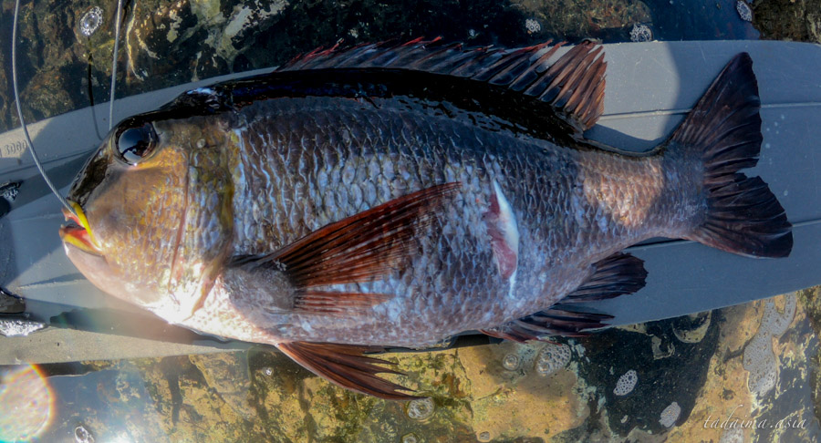 お魚図鑑 ヨコシマクロダイ 特徴はクリクリした目と 強烈な歯並び おかえり