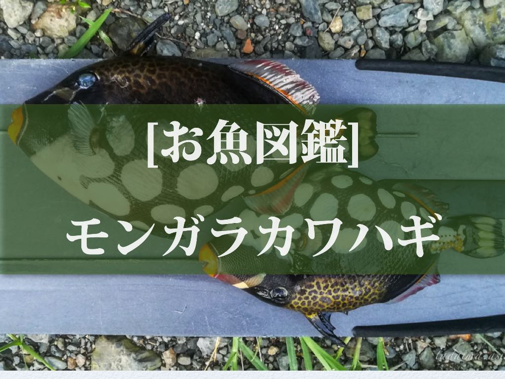 お魚図鑑 モンガラカワハギ 可愛い水玉模様とは裏腹に凶暴なんです おかえり