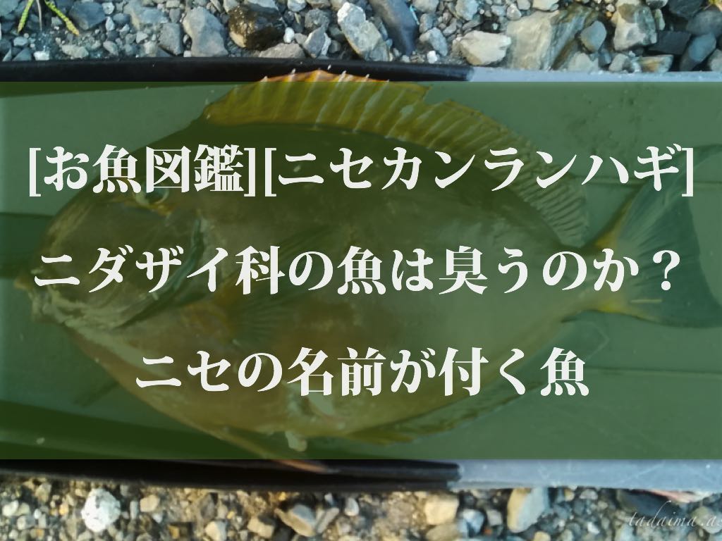 お魚図鑑 ニセカンランハギ ニダザイ科の魚は臭うのか ニセの名前が付く魚 おかえり