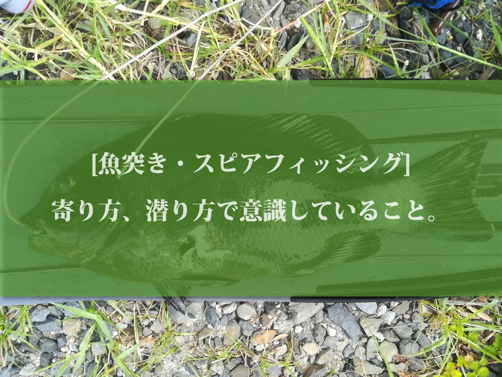 魚突き スピアフィッシング 寄り方 潜り方で意識していること おかえり