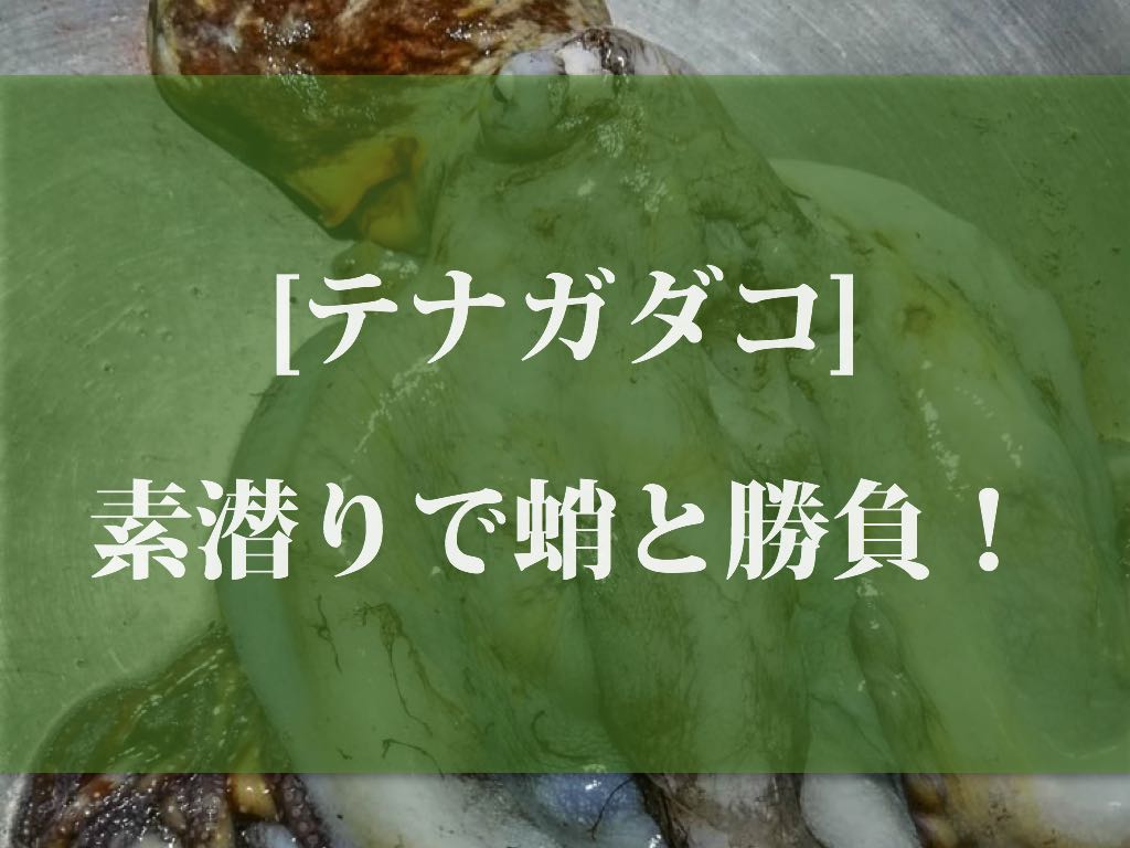 ワモンダコ 素潜りで蛸と勝負 吸盤で岩に張り付かれたら 人の手では剥がせない おかえり
